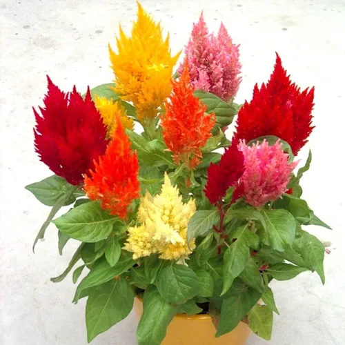 Vista 3 de Celosia Plumosa Mix Plumed Cockscomb Celosia Argentea Más de 200 Semillas de Flores de Jardín Multicolor
