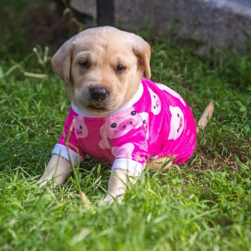 Vista 6 de CuteBone - Pijama de Halloween para perro, enterizos para cachorros, ropa suave para gatos, abrigo de Navidad para mascotas, cómodo traje de cuerpo