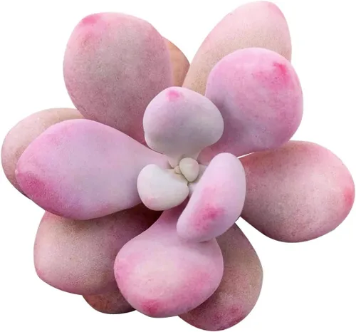 Vista 13 de Dancing Bones Hatiora Salicornioides 2 pulgadas + maceta de arcilla – Suculenta saludable, rara e inusual, planta viva de fácil cuidado, totalmente