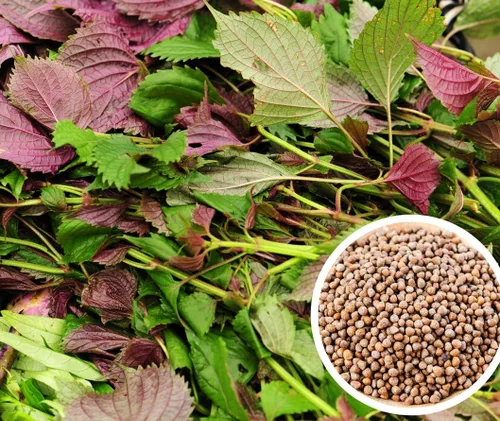 Vista 7 de 200 semillas Shiso para plantar perilla roja, semillas de hierbas tradicionales sin OMG para plantar un jardín culinario interior/exterior