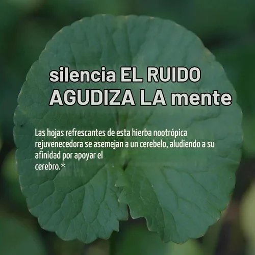 Vista 4 de Banyan Botanicals Brahmi/Gotu Kola Tablets - USDA Organic - 90 tabletas - Centella asiática - Apoya la concentración, el estado de alerta y un