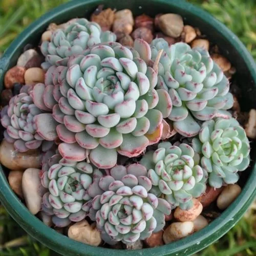 Vista 13 de Echeveria Suculents - Plantas vivas para cultivar, suculentas de Echeveria vivas, plantas de Echeveria vivas, suculentas de Echeveria vivas, maceta