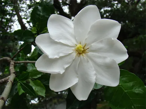 Vista 2 de Semillas de árbol de plantas raras Gardenia Thunbergia 100 semillas – Fragante plantas de árbol de hoja perenne silvestre / seto de arbustos