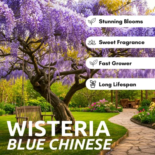 Vista 2 de Plántulas de glicina china púrpura para plantar, plántulas de árbol vivo para crecer, Wisteria sinensis (1 plántula) - No hay barco a California