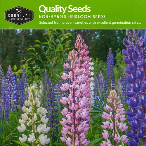 Vista 3 de Survival Garden Seeds Colección de flores perennes, margarita Shasta, equinácea, altramuz Russell, malva rosa, salvia azul y mezcla de flores