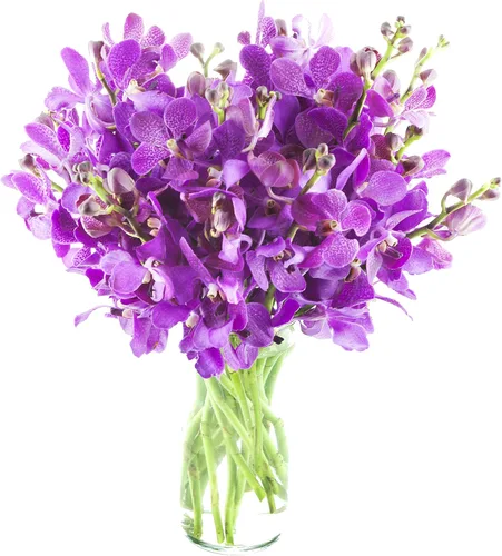 Vista 21 de Kabloom 10 Tallos Blue Valentine Dendrobium orquídeas, 2.5 libras