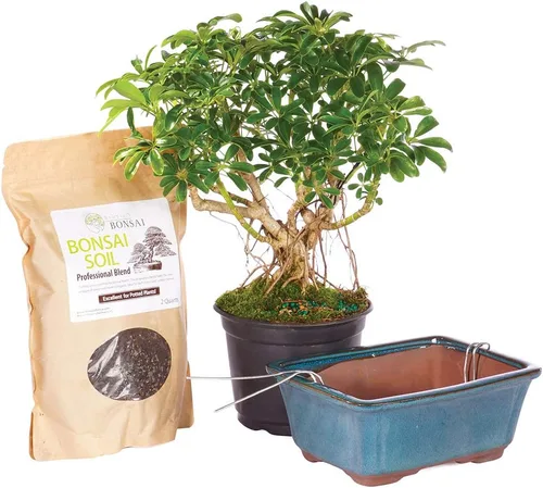 Vista 12 de Brussel's Bonsai - Árbol bonsái para interiores, Olla de cerámica, M Live Ficus Bonsai Tree, Indoor Houseplant, Ceramic Pot, 7-Year, Easy Care