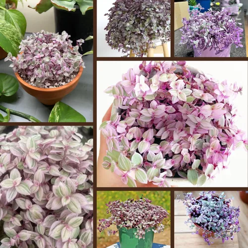 Vista 6 de Tradescantia Callisia Repens - Planta viva, Tradescantia Callisia Repens plantas suculentas, enredadera de tortuga rosa en maceta de 4 pulgadas
