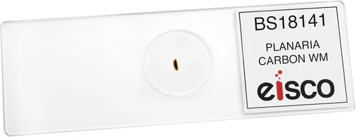 Vista 2 de EISCO 25PK Carbon Fed Planaria, Wholemount - Prepared Microscope Slides Classroom Pack, 25 in Storage Case Biology & Microscopy- Eisco Labs