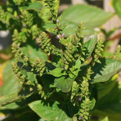Vista 5 de Palm Beach Medicinal Herbs - Pachulí (Pogostemon cablin) - Paquete de 30 Semillas
