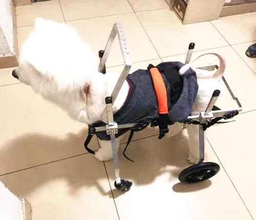 Vista 4 de Silla de ruedas para perros, ayudas de movilidad para mascotas discapacitadas, carrito para silla de ruedas para perros de 4 ruedas, silla de ruedas