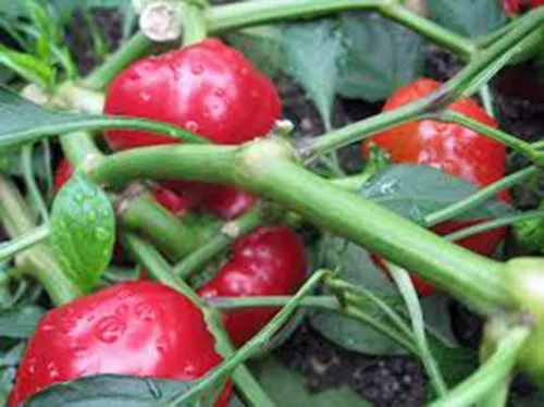 Vista 3 de Pimienta, Cereza Caliente Grande, Reliquia, 20 Semillas, Gran Fresco N Cocinado