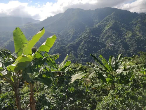 Vista 5 de ¡Tostado a pedido! - Blú - Café Jamaica Blue Mountain ''Pure Vibes'' Mezcla molida de tostado medio (jamaicano, brasileño, colombiano y etíope)