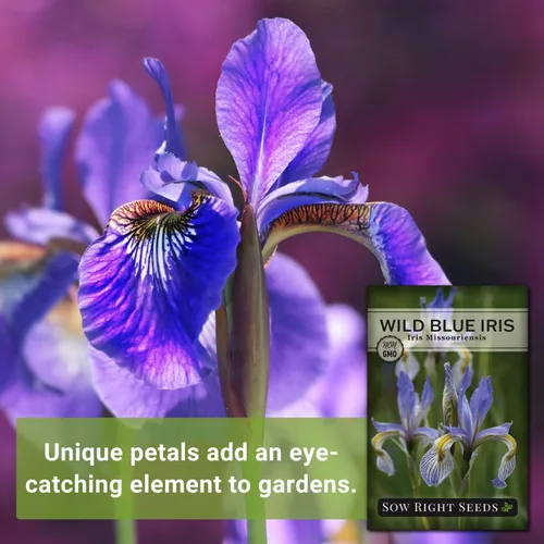Vista 3 de Sow Right Seeds - Semillas de flores de iris azul silvestre para plantar - Favoritos de la floristería - Hermosas flores para plantar en tu jardín