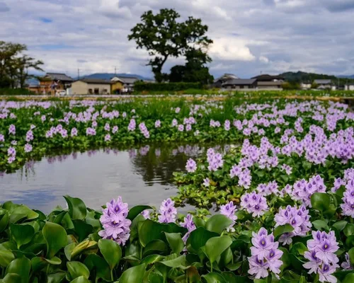 Vista 2 de Planta flotante con flores, jacinto de agua común, 1 unidad