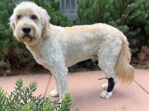 Vista 4 de Labra Corrector de nudillos canino para perros, arrastrar el dedo del pie para pata delantera o trasera de la pierna