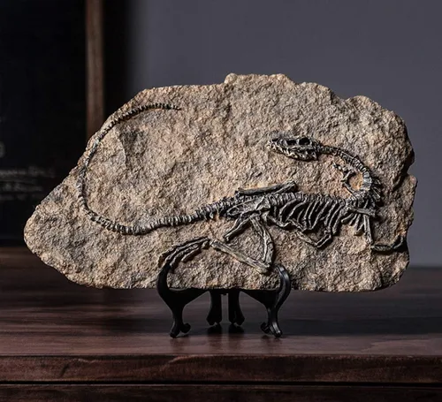 Vista 3 de XINDAM Modelo de estatua de fósil de dinosaurio de resina, esqueleto simulado para exhibición en hogar y oficina, caja decorativa de manualidades