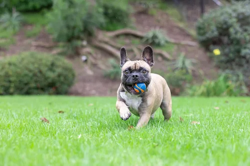 Vista 5 de Chuckit Ultra Squeaker Ball pequeña (1 paquete)