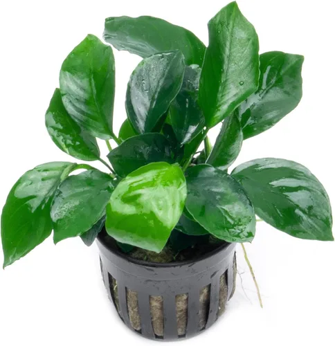 Vista 35 de SubstrateSource Plantas vivas – Anubias Hastifolia (Anubias hastifolia) – Luz baja a moderada, hojas en forma de flecha de color verde medio a