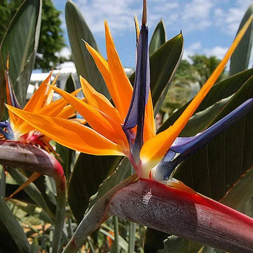 Vista 3 de Semillas Strelitzia Crane (Ave del Paraíso) Flores perennes para plantar
