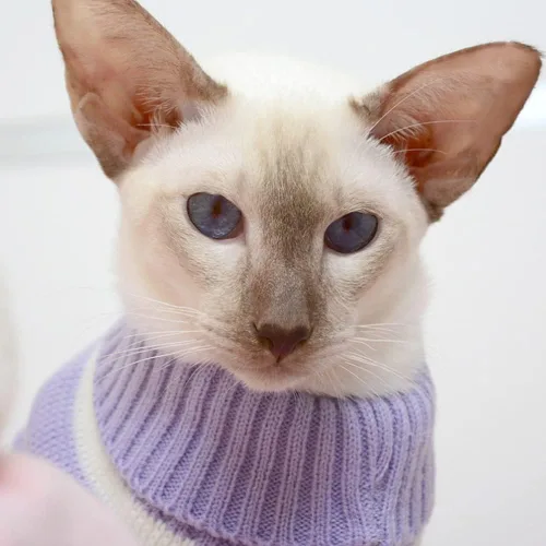 Vista 2 de Ropa para gatos para mascotas, ropa para gatos sin pelo, ropa de gatito de cuatro patas de alta elasticidad Ropa para el hogar