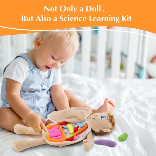 Vista 2 de vocheer Juguete de anatomía del cuerpo humano, juguetes de peluche de órgano educativo Montessori preescolar para niños, kits de aprendizaje