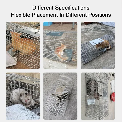 Vista 2 de Trampa de jaula de animales vivos, mapache, trampa plegable de hierro galvanizado para gatos callejeros, gatitos humanos para mapaches, gatos Plata