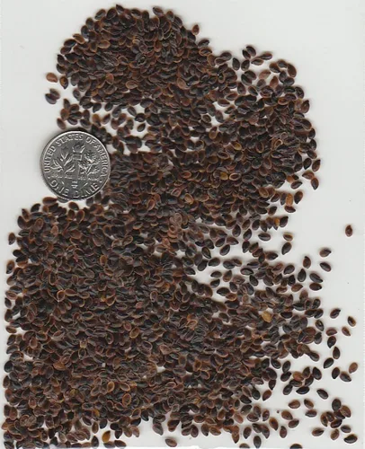 Vista 2 de Blue Flax 1500 Semillas (Linum perenne) sin OMG, reliquia