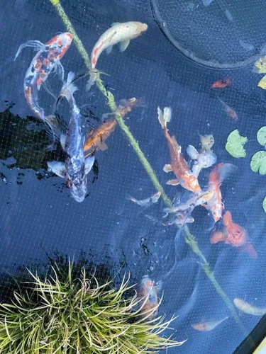 Vista 4 de Pond H2o Cambiador de polvo de lodo, tratamiento de agua de estanque de 6000 galones, paquete económico de 2 Agua clara con ingredientes naturales