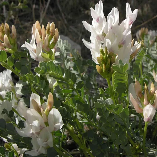 Vista 6 de Semillas de astrágalo (Astragalus membranaceus) Más de 50 semillas de hierbas medicinales chinas raras en cápsulas de semillas congeladas
