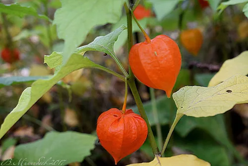 Vista 3 de Semillas Linterna China Señora Madonna Physalis Cabo Grosella Espinosa Naranja No GMO Heirloom