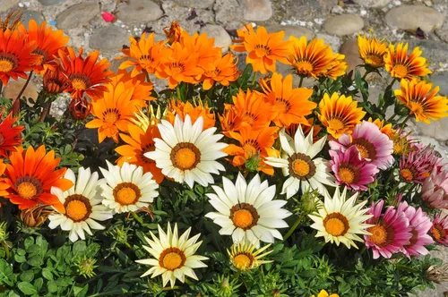 Vista 6 de Semillas Treasure Flower Mix (Gazania) Flores anuales para plantar