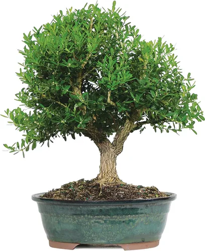 Vista 8 de Brussel's Bonsai - Árbol bonsái para interiores, Olla de cerámica, M Live Ficus Bonsai Tree, Indoor Houseplant, Ceramic Pot, 7-Year, Easy Care