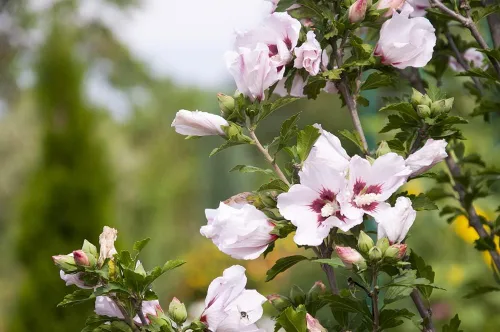 Vista 3 de Semillas de malvavisco (Althaea Officinalis) - 100 semillas - Semillas de hierbas de jardín de malva de pantano para plantar