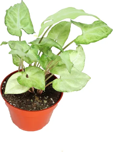 Vista 7 de Fresa Syngonium - 4'' de California Tropicals