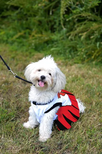 Vista 3 de Pets First NCAA Louisville Cardinals - Traje de animadora para perro, talla S