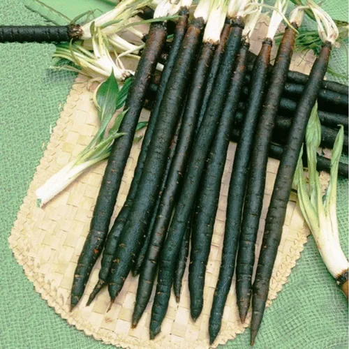 Vista 2 de Semillas Raíz Negra Salsify Scorzonera Medicinal Heirloom Vegetal No GMO