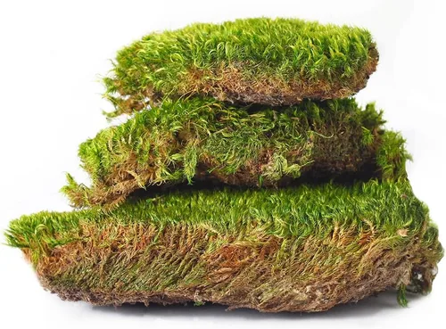 Vista 4 de SuperMoss - Musgo decorativo preservado., Verde fresco