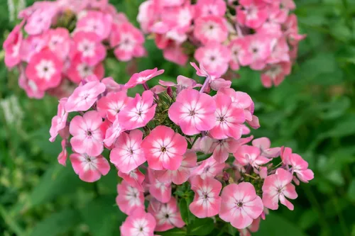 Vista 4 de 100 Phlox de Oveja Mezcla Pastel Phlox Drummondii Semillas de Flores Multicolor