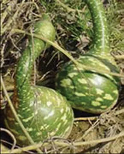 Vista 5 de Semillas de calabaza de cisne moteadas, paquete de 25 semillas, producto estadounidense. Embalado por JACOBS LADDER ENT. (25)