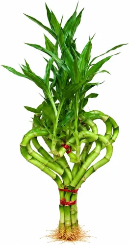 Vista 9 de Planta viva de bambú de la suerte, planta de interior de bambú rizado, Dracaena Sanderiana