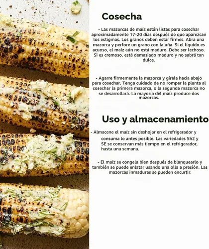 Vista 4 de Burpee Sweetness Sweet Corn Seeds - Variedad de maíz dulce tierno para jardinería al aire libre, 200 semillas