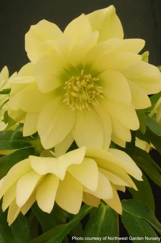 Vista 3 de Perennial Farm Marketplace Helleborus x W.J. 'Golden Lotus' (rosa lentense) perenne, 1 cuarto de galón, flores amarillas
