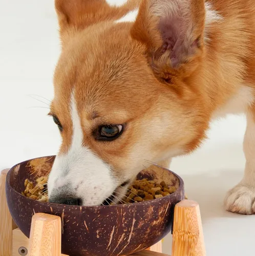 Vista 9 de Cuenco para perros para gatos y perros pequeños, totalmente natural, cuenco de cáscara de coco pulido con soporte de madera, altura total