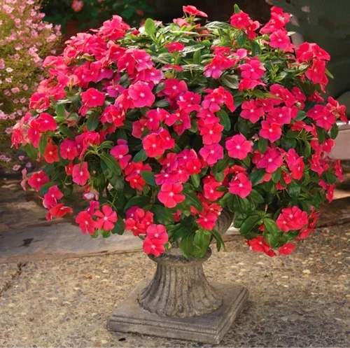 Vista 2 de 1200 Semillas de bígaro Madagascar Mix Flores Perennes - Catharanthus roseus Vinca Bígaro Rosa