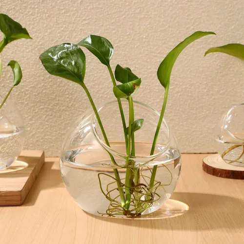 Vista 7 de YARNOW Juego de 3 plantas de aire, terrarios de globo de vidrio, planta de aire, terrario pequeño