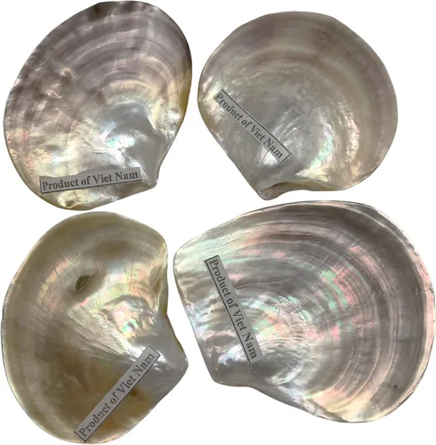 Vista 4 de PEPPERLONELY 4 unidades de plata perla M.O.P. Natural Pearl Oyster Sea Shells, 2-1/2 pulgadas ~ 3-3/4 pulgadas