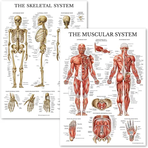 Vista 6 de Palace Learning Juego de póster anatómico del sistema muscular y esquelético, laminado con marco de plástico, juego de 2 cuadros, anatomía
