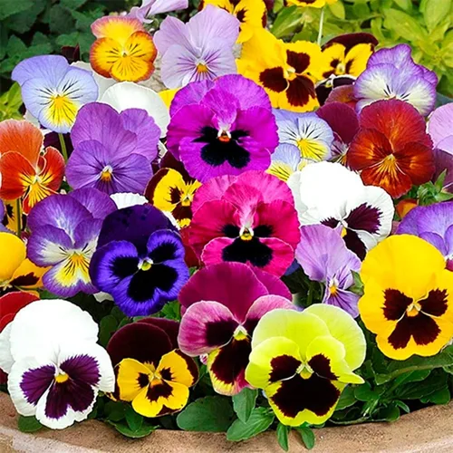 Vista 2 de Semillas Viola Swiss Giant Mix (morado, rojo, amarillo, blanco, negro) Pansy Bienal Flower Non GMO