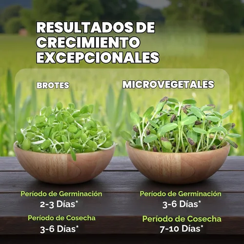 Vista 5 de Nature Jims - Semillas de girasol orgánicas para brotar, sin OMG, semillas microverdes de girasol de primera calidad, brotes nutritivos, de rápido